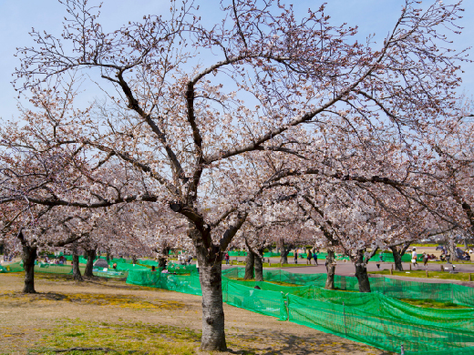 万博記念公園